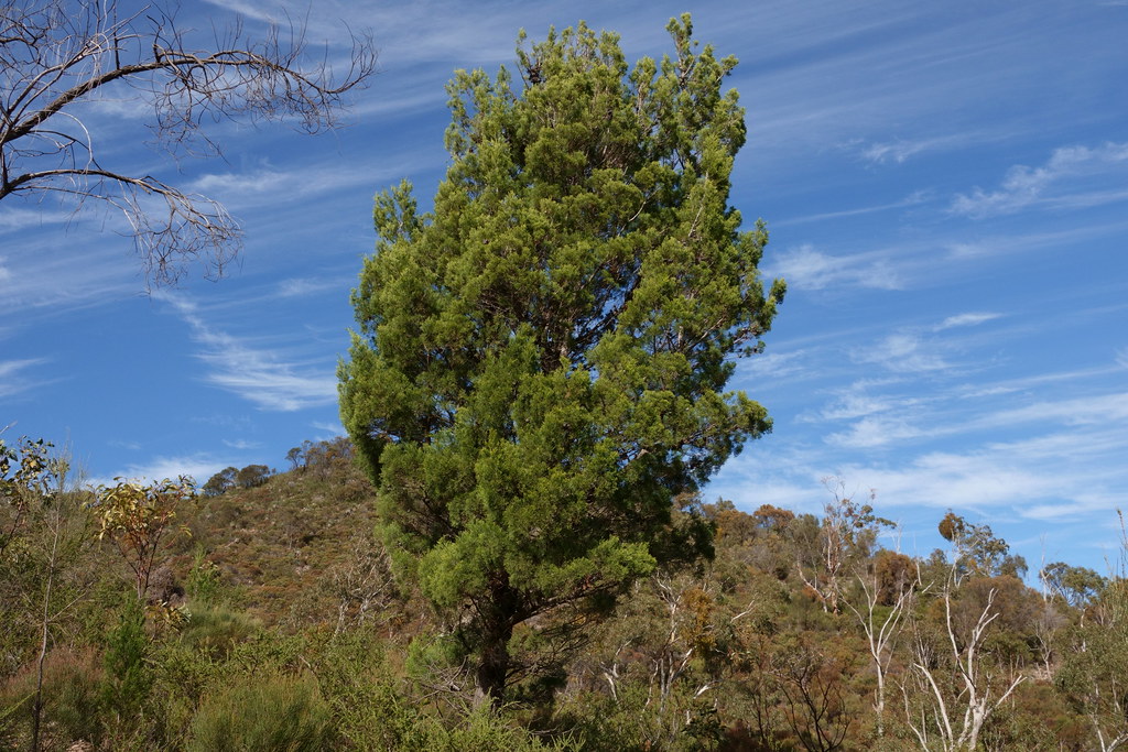 Southern cypresspine Callitris gracilis Paul Sgargetta Flickr