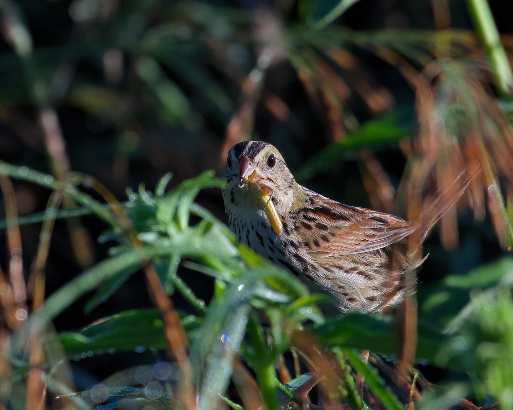Henslow's Sparrow Pigeon River FWA, Steuben County, Indian… Flickr