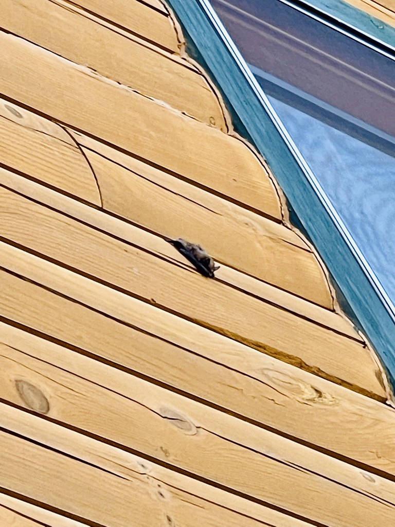 Brown bat sunning. Belfast, Maine. devtmefl Flickr