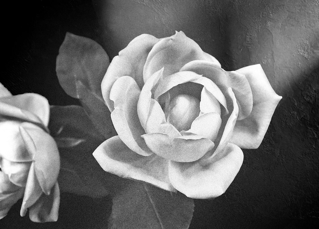 Rose Portrait Photo taken May 23, 2022 on Ilford XP2 film … Flickr