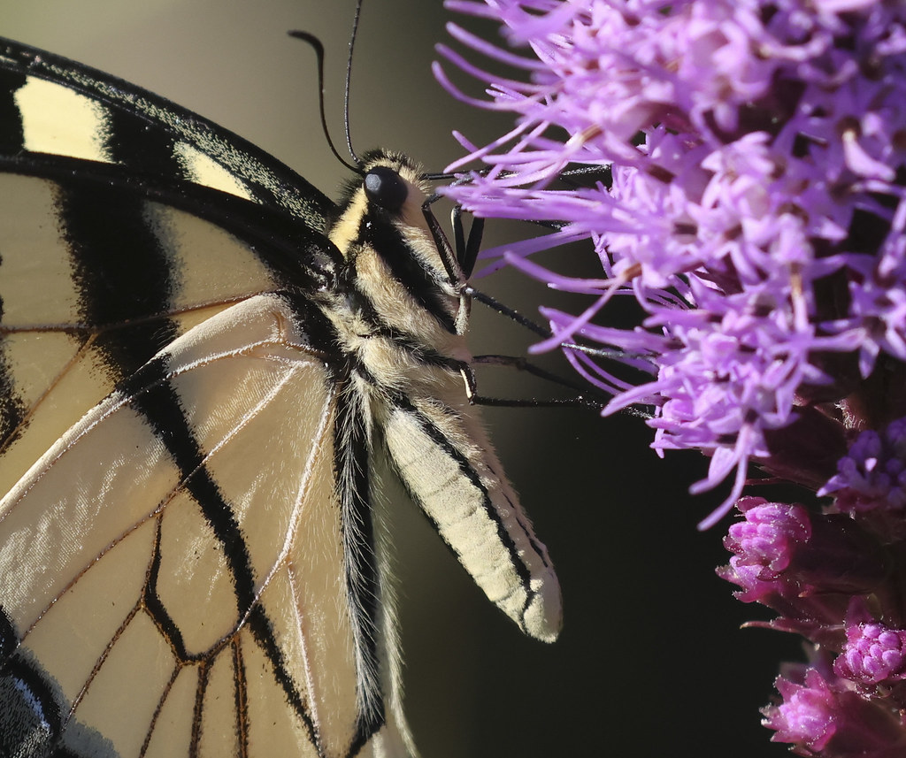 Canon R7 Canon R7 Matt Eggers Flickr