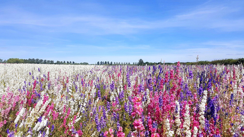 Growing Confetti! The Real Flower Petal Confetti Co at The… Flickr