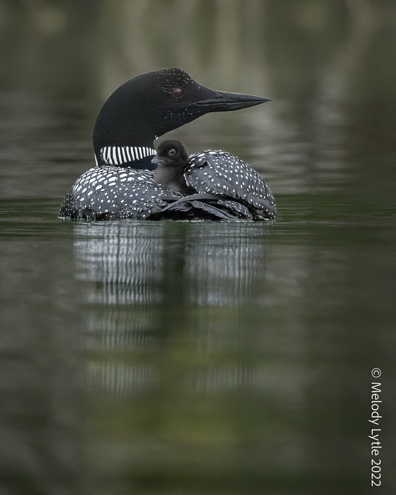 Common Loons Loon parents and hatchlings. Gavia immer, Jun… Flickr