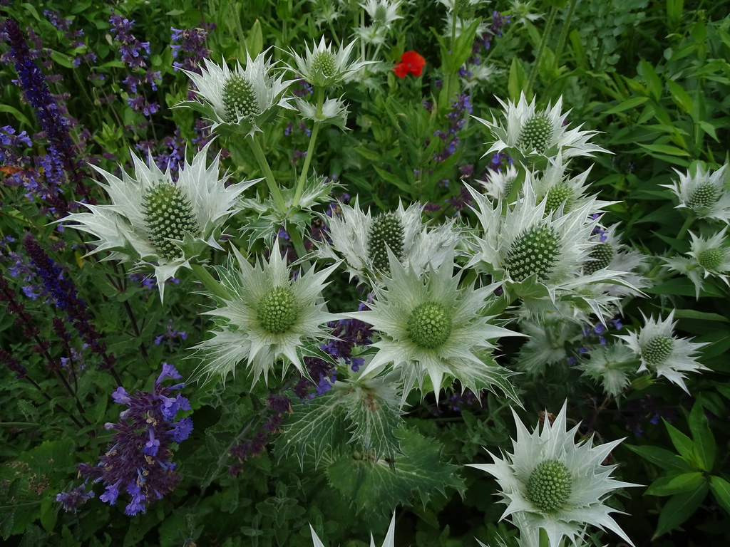 Eryngium gigantum RHS Harlow Carr Sue Taylor Flickr