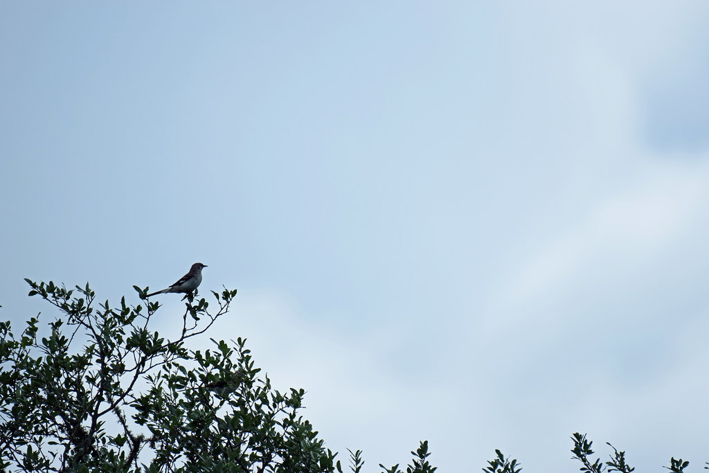 2022_Birds and Beach Trip_Anahuac NWR_12 Jared625 Flickr