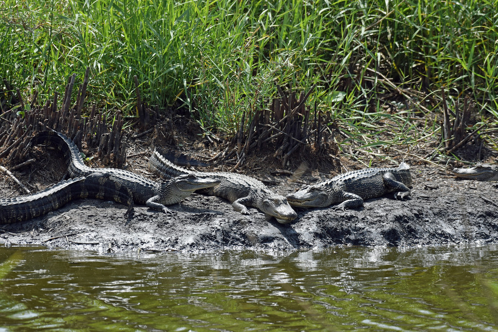 2022_Birds and Beach Trip_Anahuac NWR_82 Jared625 Flickr