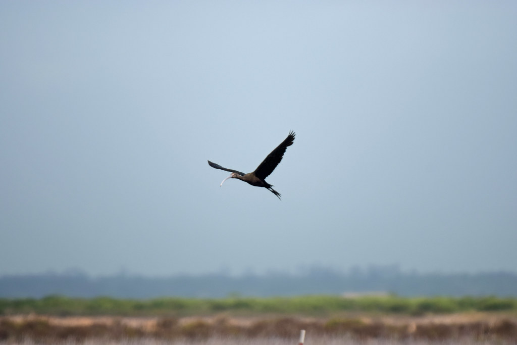2022_Birds and Beach Trip_Anahuac NWR_41 Jared625 Flickr