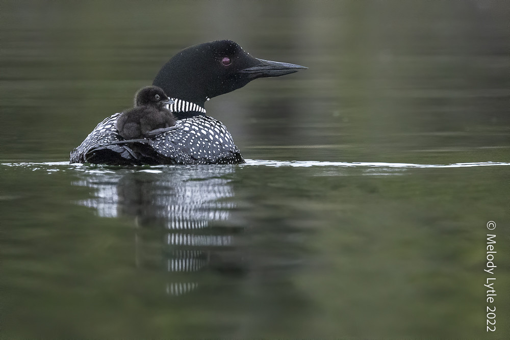 Common Loons Loon parents and hatchlings. Gavia immer, Jun… Flickr