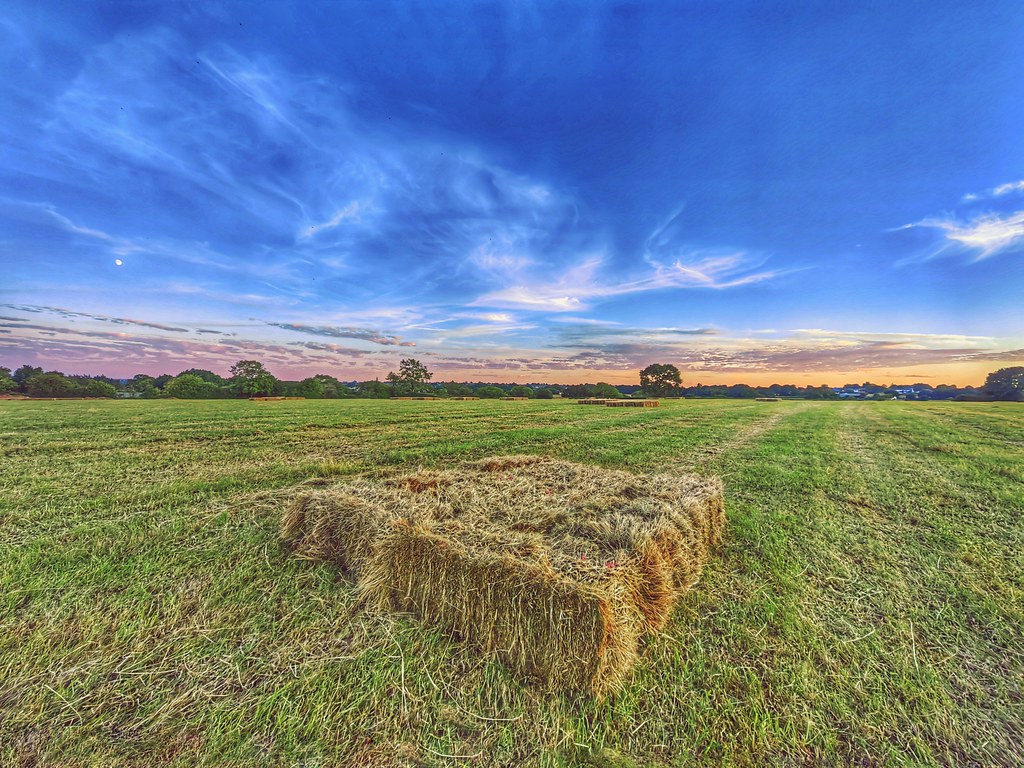 Coulter Lane Farms cattan2011 Flickr