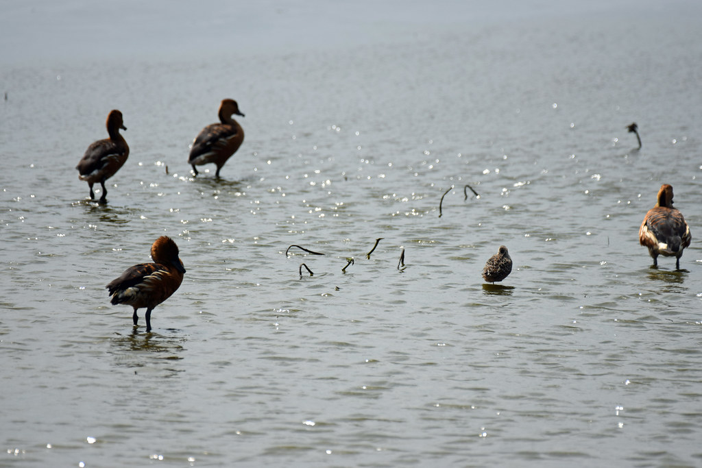 2022_Birds and Beach Trip_Anahuac NWR_76 Jared625 Flickr