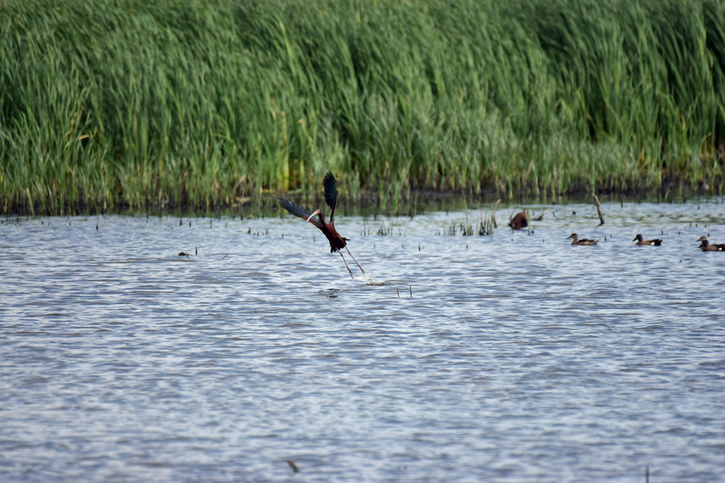 2022_Birds and Beach Trip_Anahuac NWR_39 Jared625 Flickr