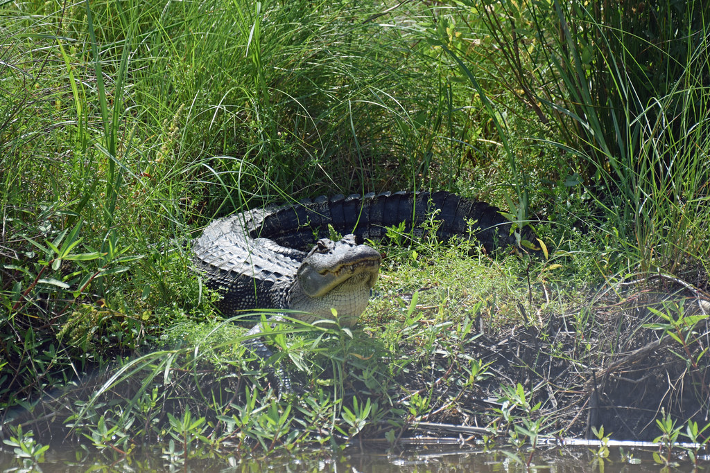 2022_Birds and Beach Trip_Anahuac NWR_97 Jared625 Flickr
