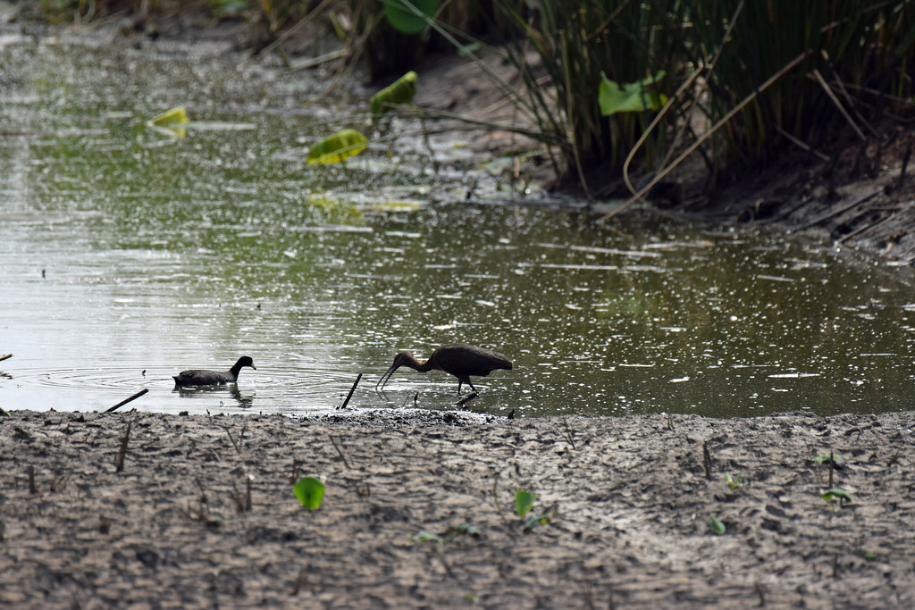 2022_Birds and Beach Trip_Anahuac NWR_72 Jared625 Flickr