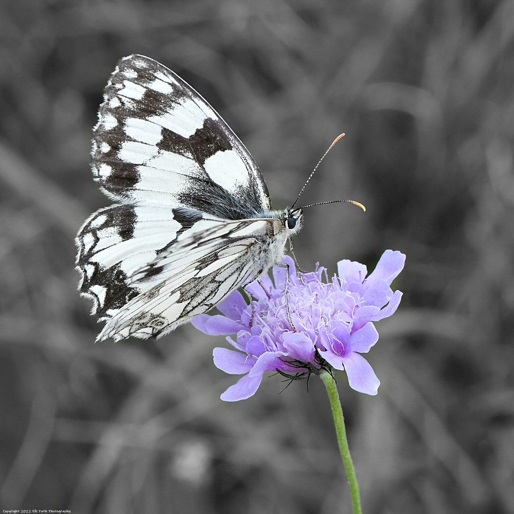 Marbled white butterfly Photographed at Lardon Chase Flickr