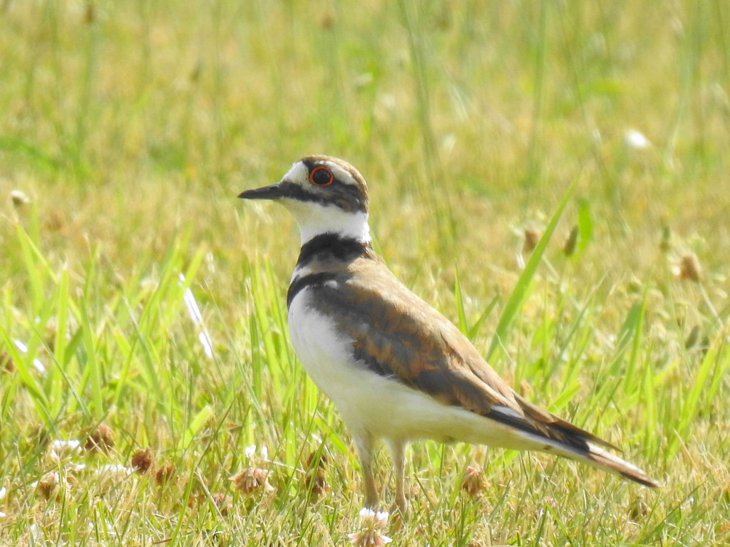 kildeer jolanda gaite Flickr