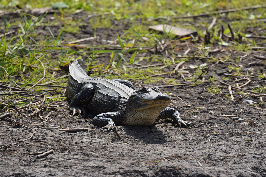 2022_Birds and Beach Trip_Anahuac NWR_67 Jared625 Flickr