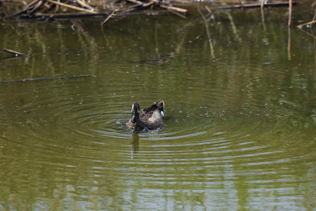 2022_Birds and Beach Trip_Anahuac NWR_58 Jared625 Flickr