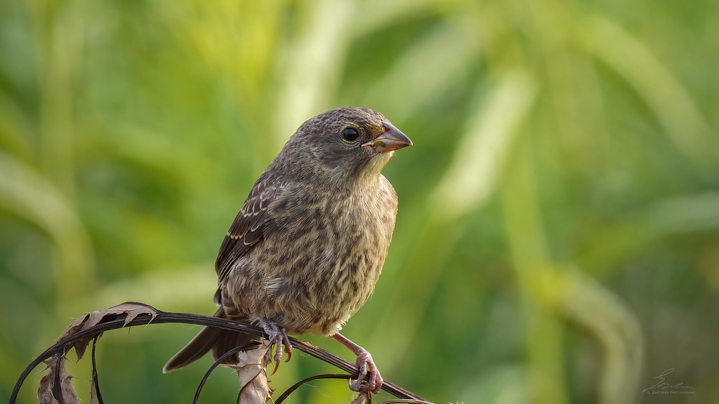 Female Saffron Finch The finch populations in the wetlands… Flickr