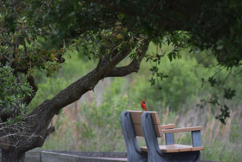 2022_Birds and Beach Trip_Anahuac NWR_1 Jared625 Flickr