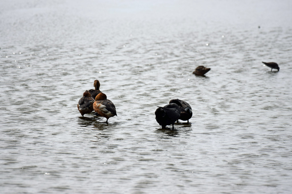 2022_Birds and Beach Trip_Anahuac NWR_68 Jared625 Flickr