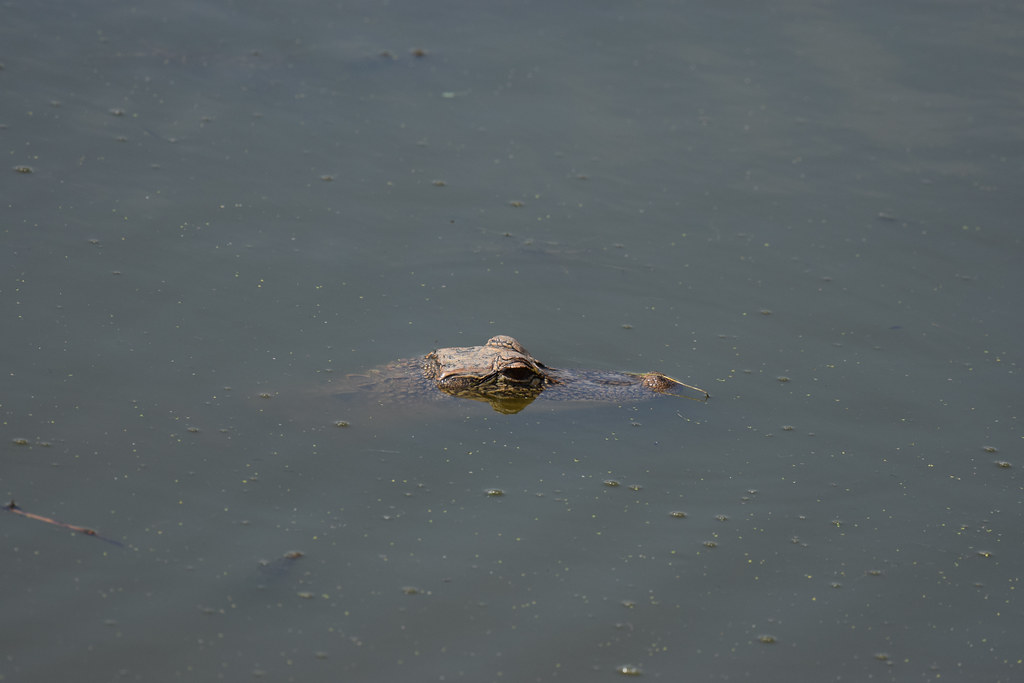2022_Birds and Beach Trip_Anahuac NWR_56 Jared625 Flickr