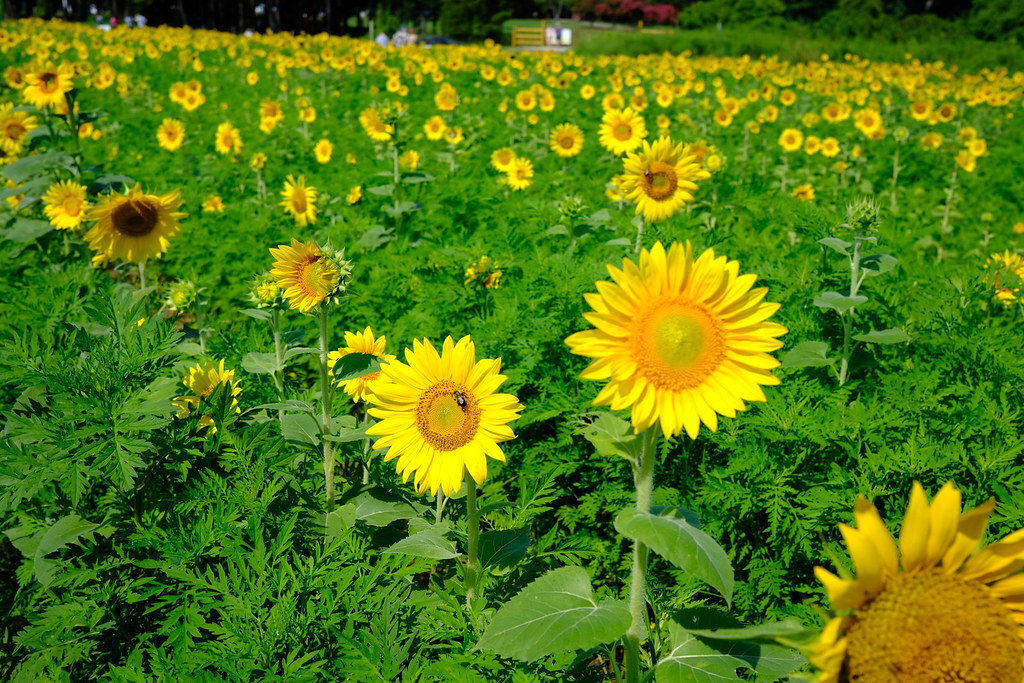 SUNFLOWER FIELD, RALEIGH NC. a photo on Flickriver