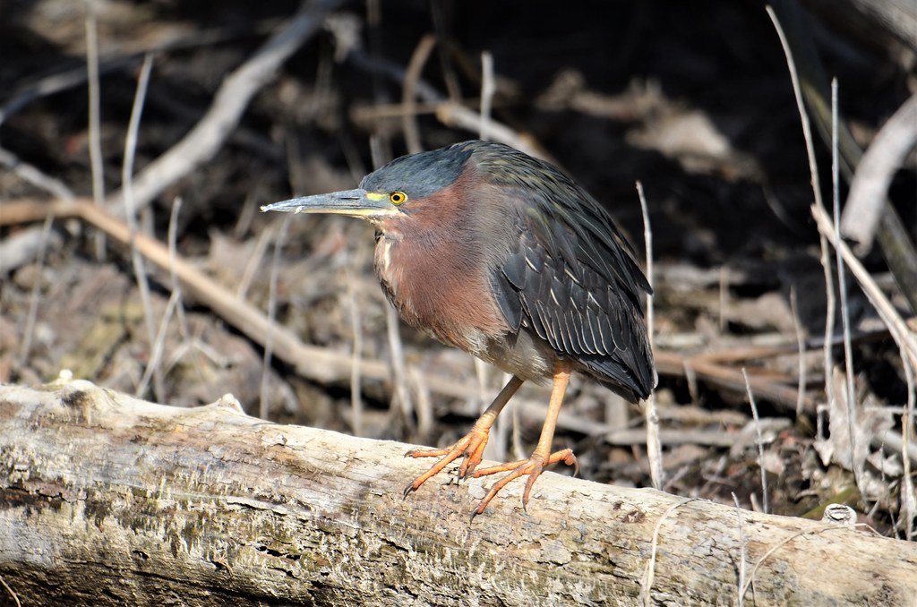 Green Heron, Minnesota, Hennepin County Bloomington, Minn… Flickr