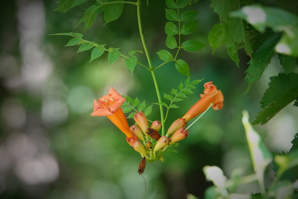 American Trumpet Vine Oxley Nature Center Tulsa, Oklahoma Flickr