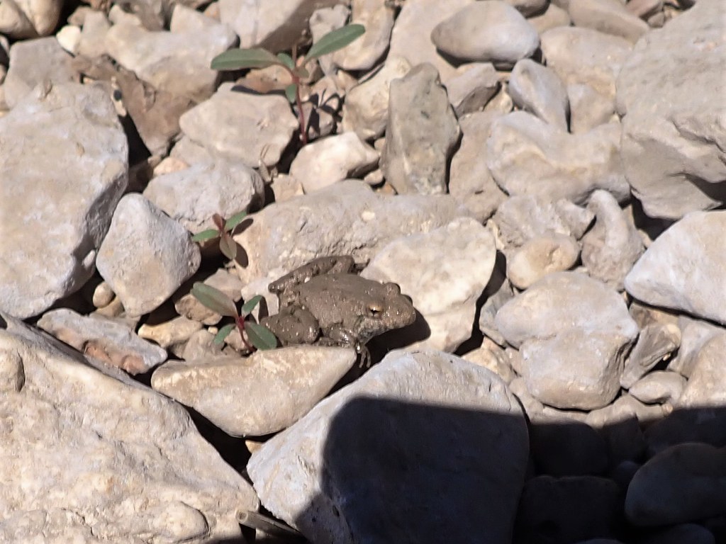 Blanchard's Cricket Frog Flint Creek Water Park Delaware C… Flickr