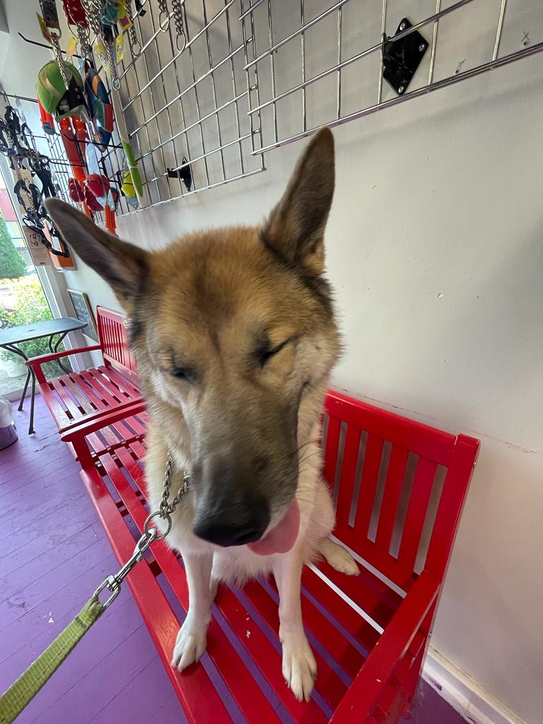 best dog hotel boarding place for my puppy in vancouver ne… Flickr