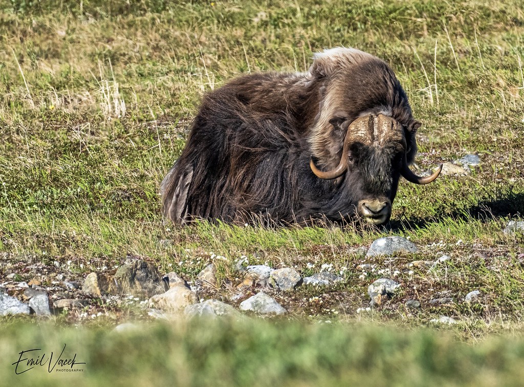 Musk ox Nome, Alaska Emil Vacek Flickr