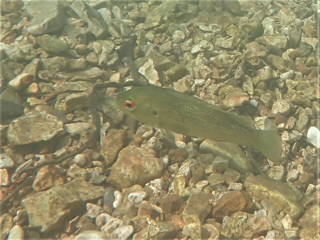 Rock Bass Spavinaw Creek, Delaware County, Oklahoma Mark Otnes Flickr