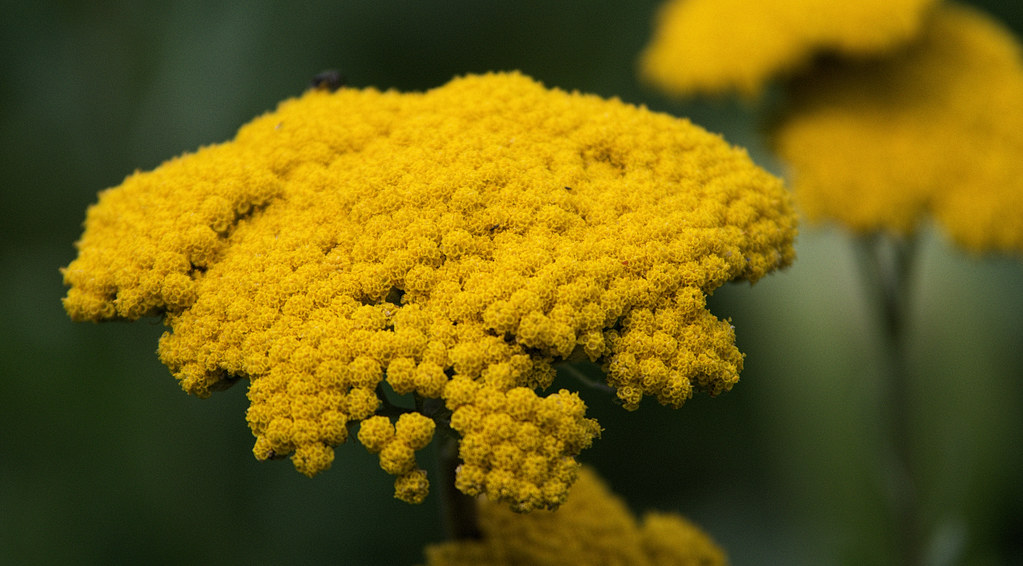 Yarrow Stalks of golden yellow yarrow are in full bloom in… Flickr