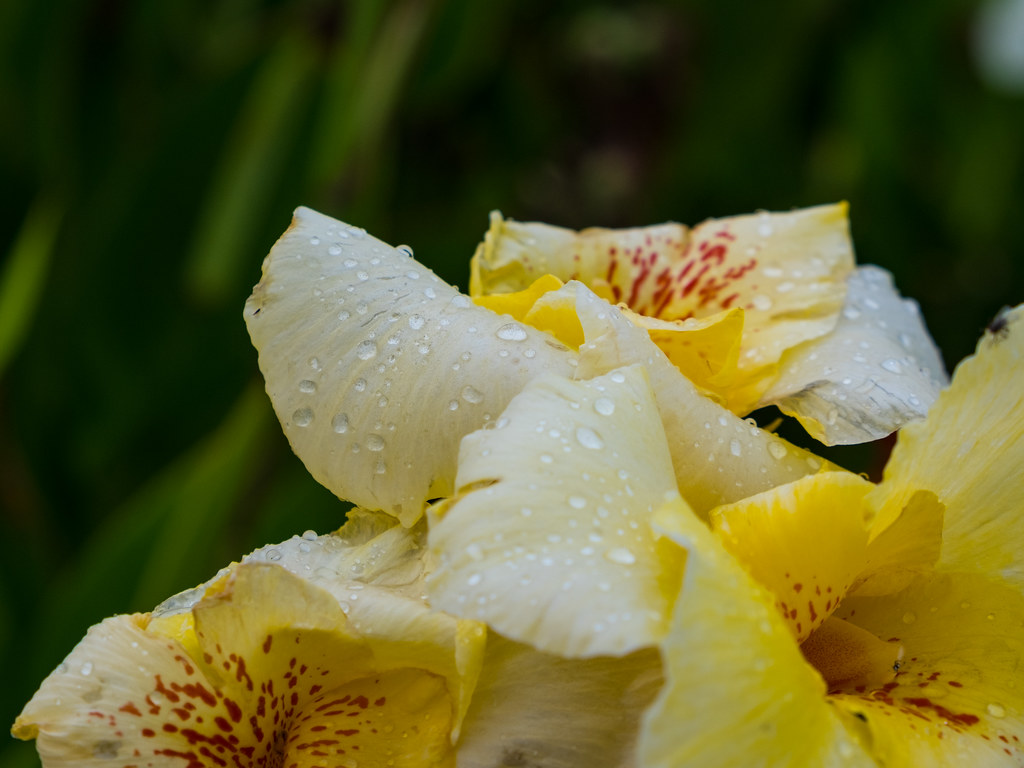 Flowers after the rain0091 Alan Bessette Flickr