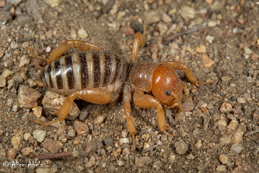 Jerusalem Cricket (Ammopelmatus sp.) Nymph Santa Rosa Su… Flickr
