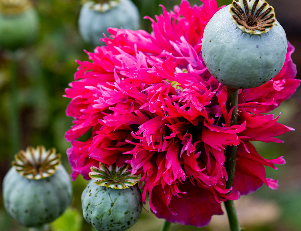Woodcock Demonstration Garden, Sequim WA The Woodcock Demo… Flickr