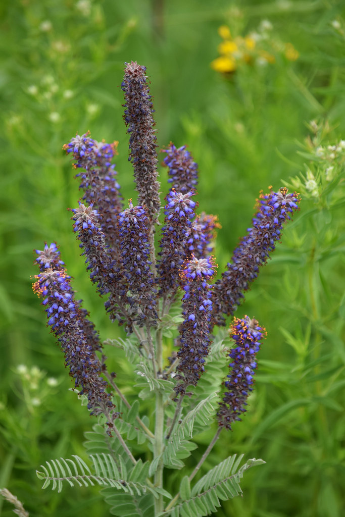 Lead Plant Lead Plant (Amorpha canescens), SchurchThomson… Flickr