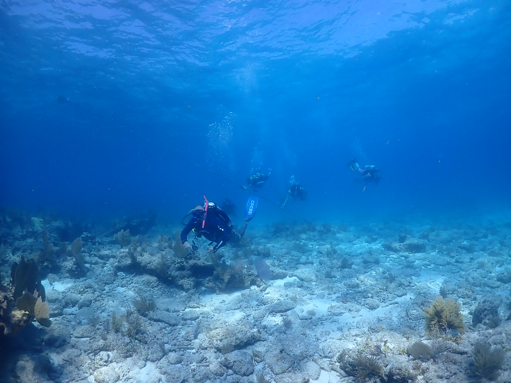Megan dive key largo (22) Sail Fish Scuba Flickr