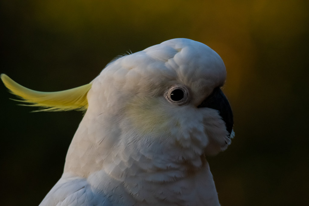A fluffed up Sulphurcrested Cockatoo late this afternoon…… Flickr