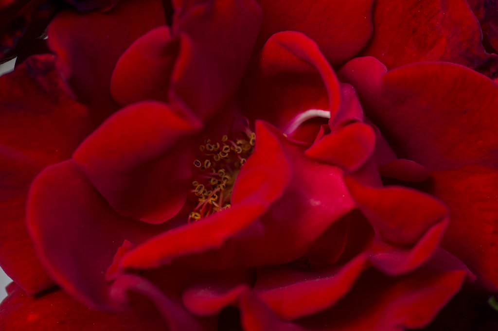 Season sensation 0643 Dark red velvet rose. … Flickr