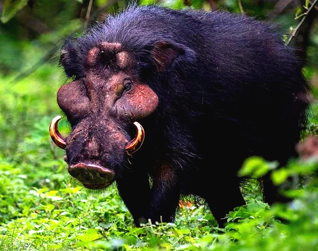 Giant forest hog The 600pound giant forest hog is expert … Flickr