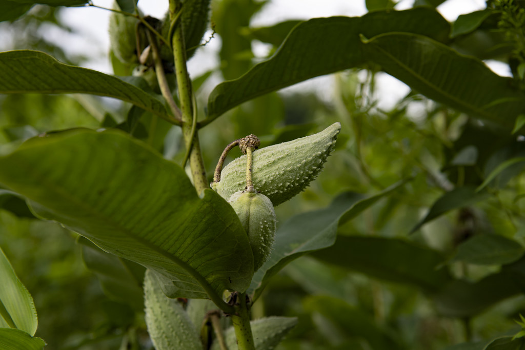 20220713ASPCullowhee Community Garden Cullowhee Communit… Flickr
