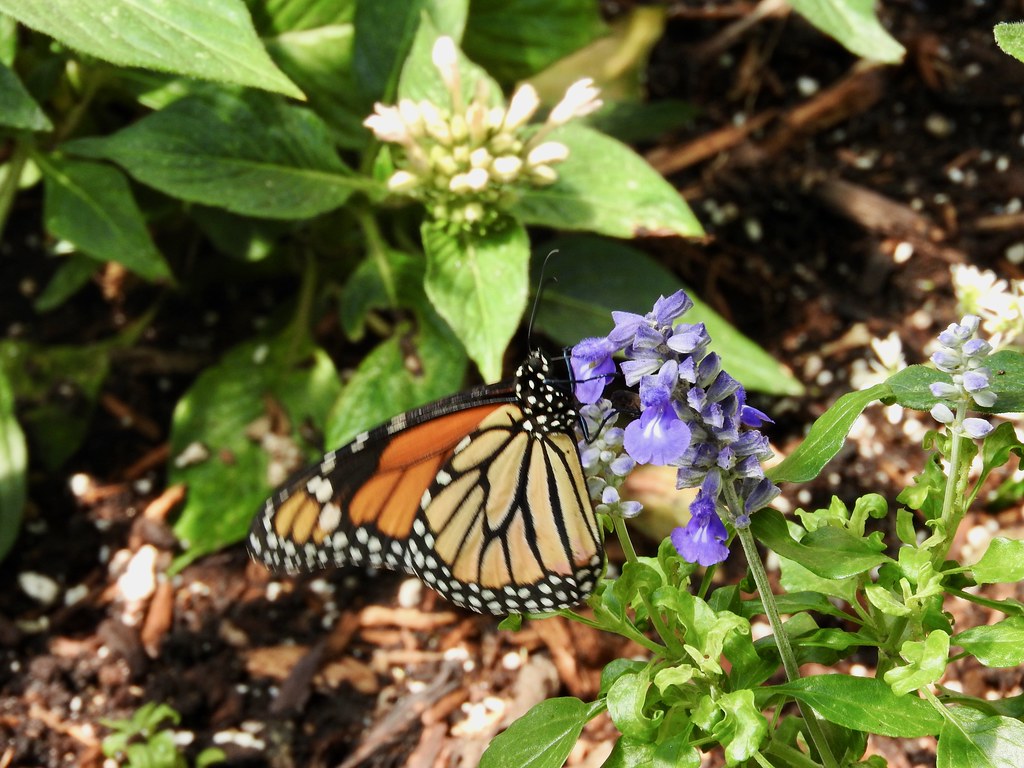 Original Mackinac Island Butterfly House The Original Mack… Flickr