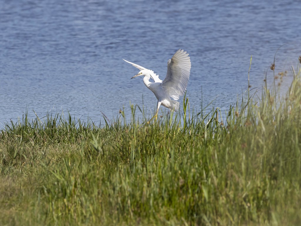 Little Egret Hen Reedbeds, Suffolk Mark Rogers Flickr