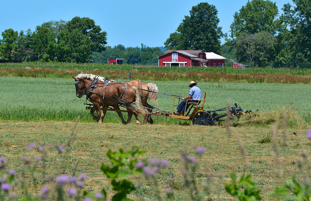 Haying Time. New Wilmington, PA An Amish farmer is cutting… Flickr