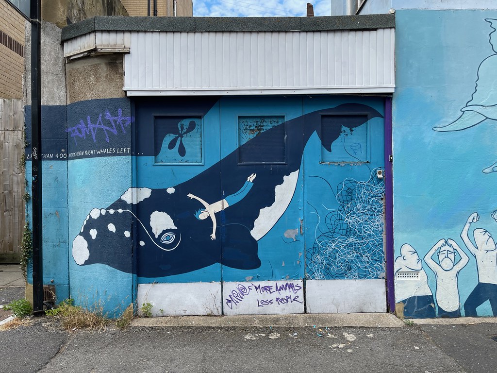 Brighton Cat Sparks Flickr