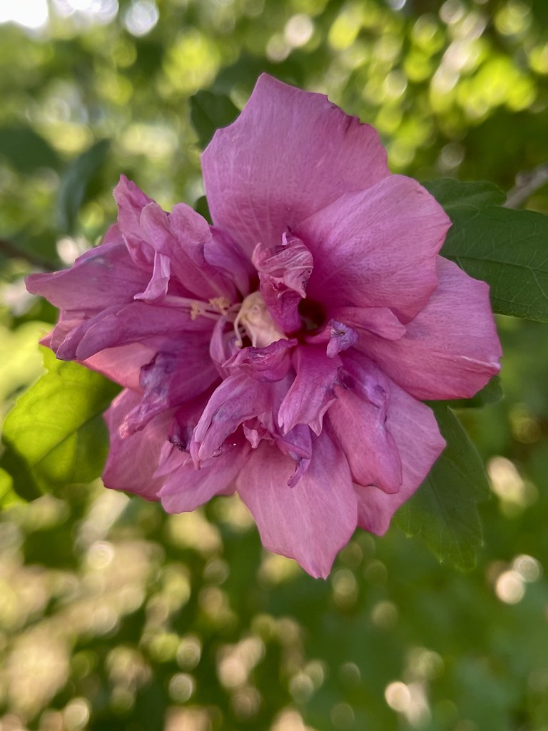 Flowers VA Beach Michelle Pack Flickr