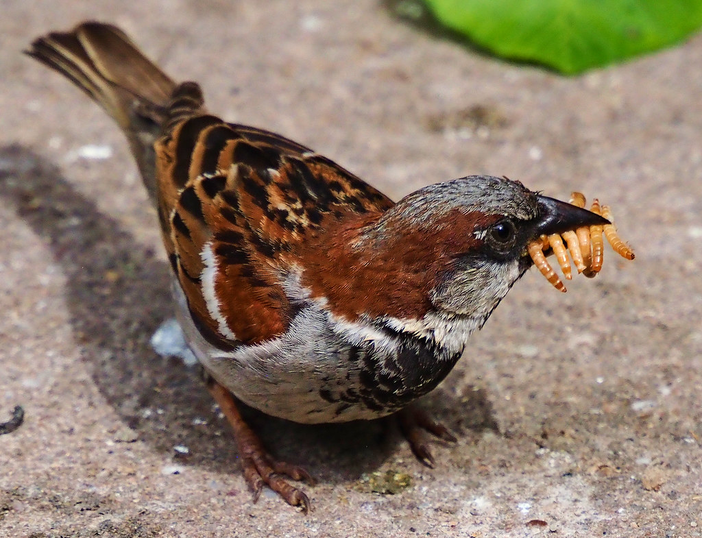 Male House Sparrow with mealworms Olwyn McEwen Flickr
