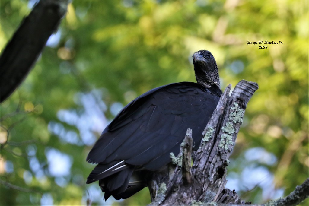 Black Buzzard Indiana ! The Look 😵‍💫 W Bowles Sr Flickr