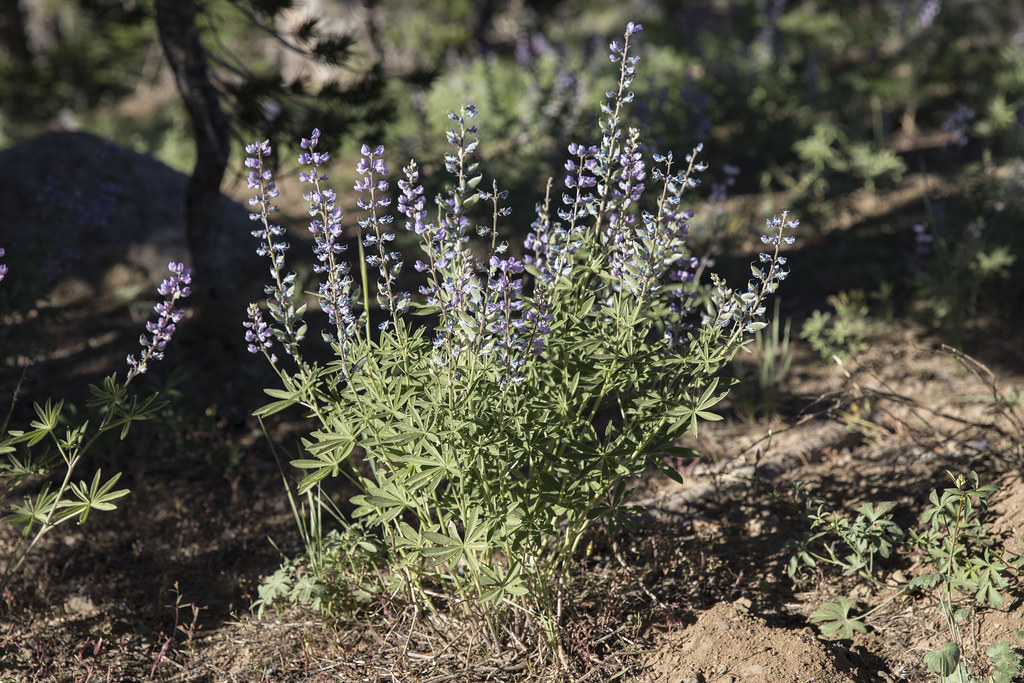[wildflower] El Dorado National Forest Patrick Wilkes Flickr